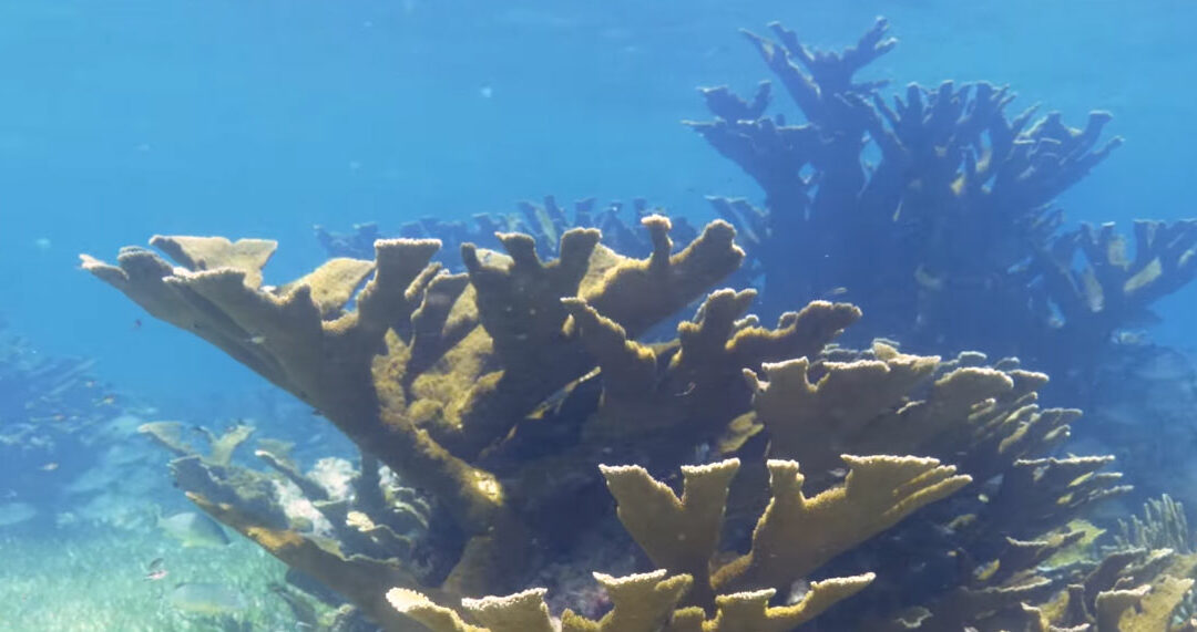VIDEO: SECORE International: Giving Coral Reefs a Future