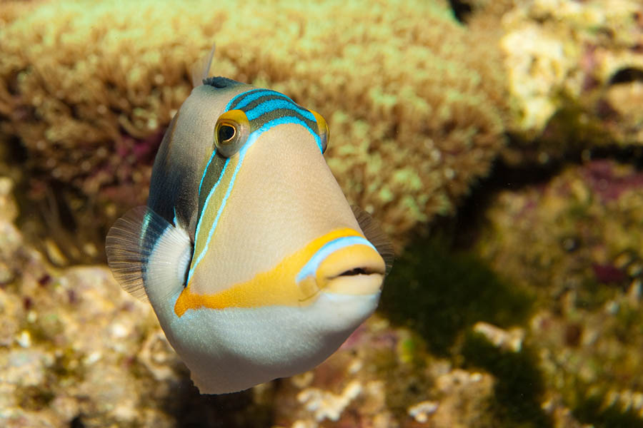 Rhinecanthus aculeatus, the Picasso Triggerfish, one of several iconic species found in Hawaii. Image credit: Iliuta Goean/Shutterstock