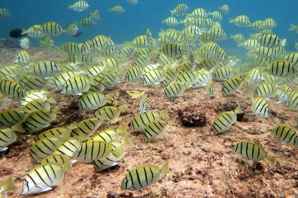 School of convict tang or "manini" in Oahu, Hawaii (Photo: NOAA Fisheries/Andrew E. Gray).