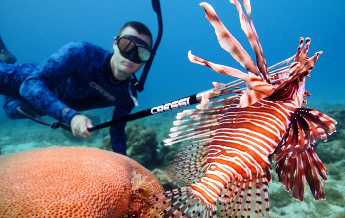 Sport divers are taking an increasing toll on inshore Pterois lionfish in Florida waters. Image: Florida Sportsman
