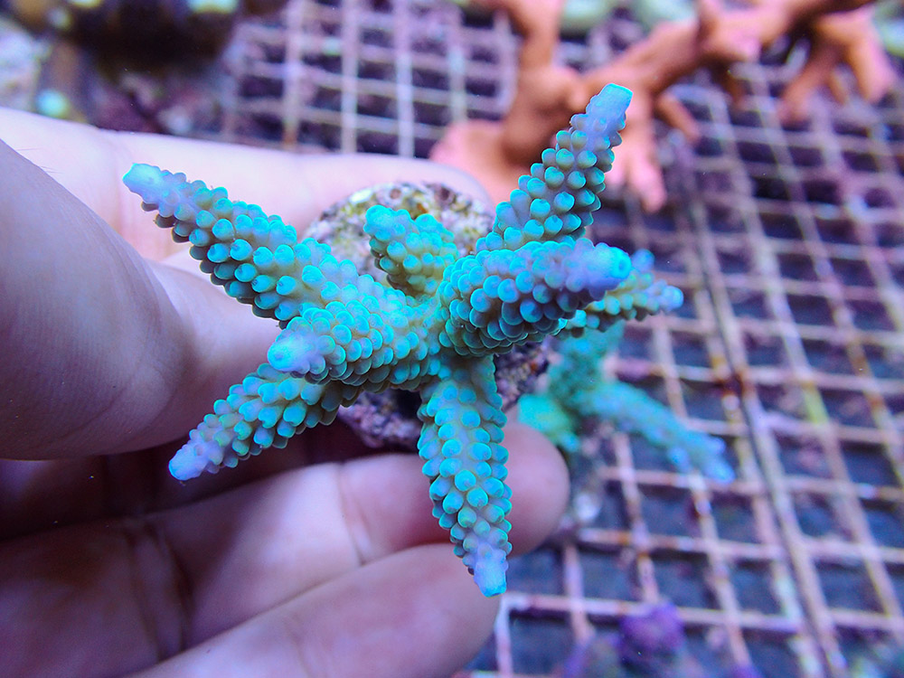 Indonesia is the world's leading sources of corals for the marine aquarium trade, exporting both wild-collected and maricultured specimens, such as the Acropora frag.
