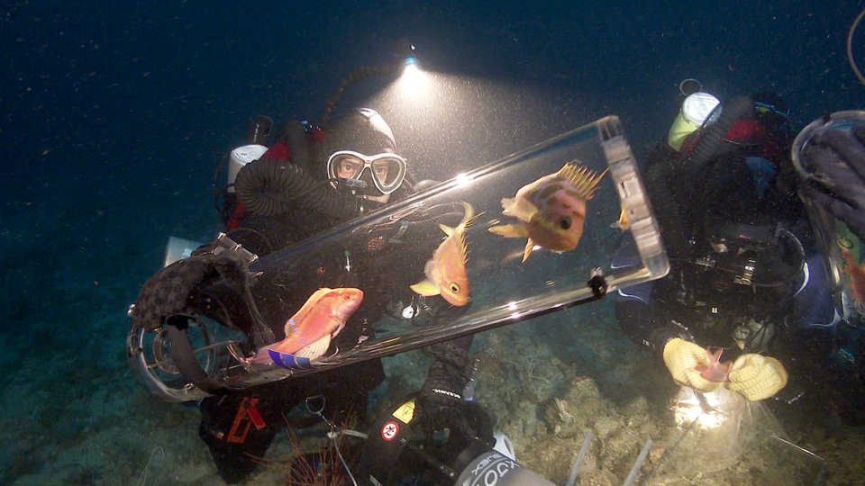 New invention safely transports unknown, deep-dwelling fishes to the ocean’s surface