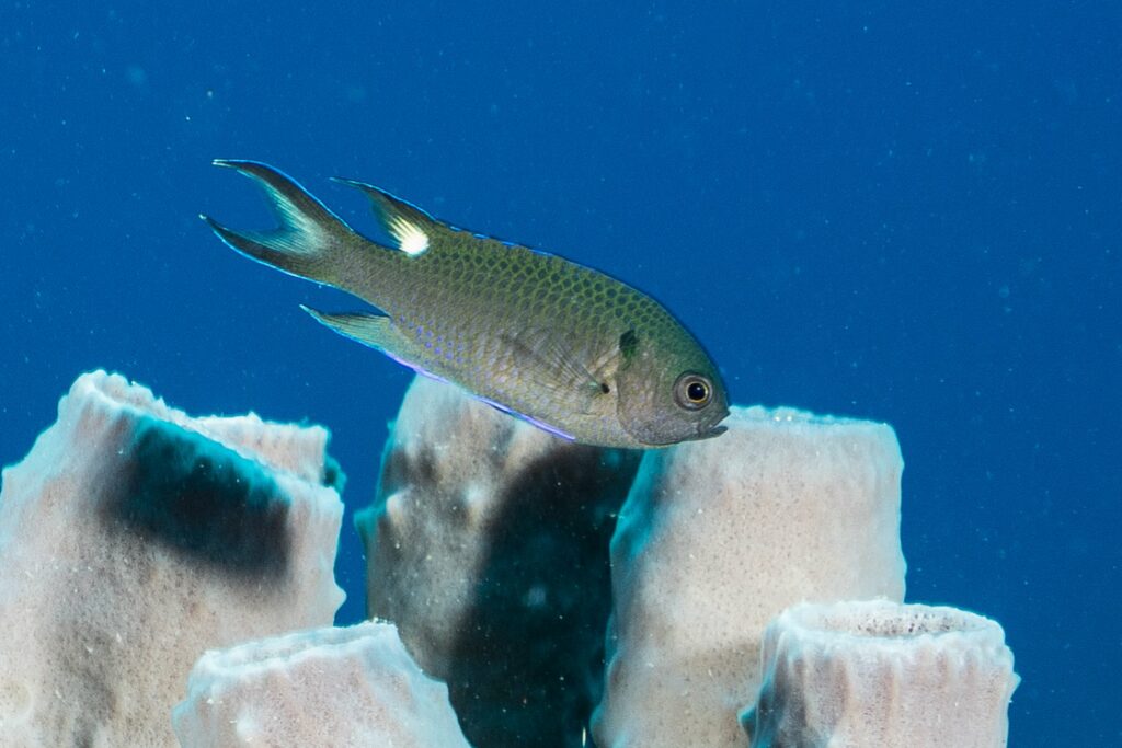 The Regal Damselfish, Neopomacentrus cyanomos, is spreading through the Gulf of Mexico. Image credit: NOAA FGBNMS/Schmahl.