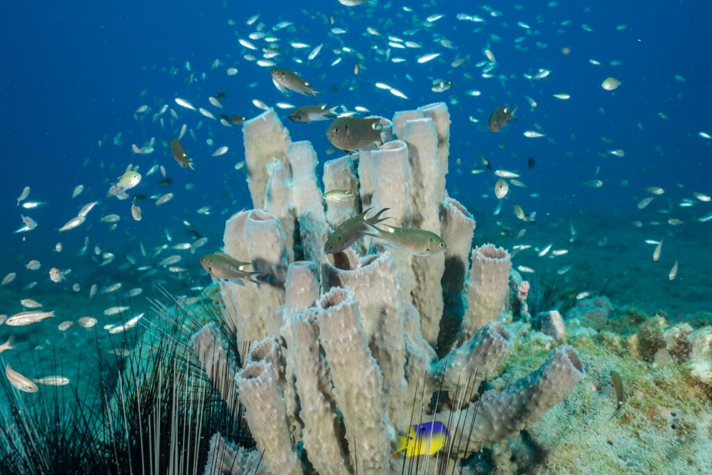 Dozens of invasive Regal Damselfish, Neopomacentrus cyanomos, were discovered swimming with other native reef fishes at Stetson Bank in the Flower Garden Banks National Marine Sanctuary. Image credit: NOAA FGBNMS/Schmahl.