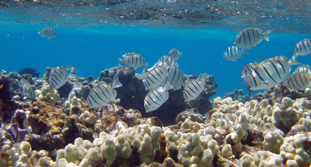 Hawaii's marine aquarium fishery is facing further challenges as DLNR requests full environmental impact statement. Image credit: NOAA