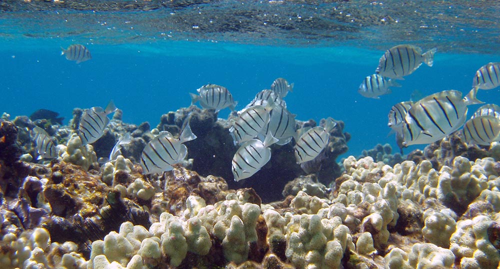 Hawaii’s Aquarium Fishery: Environmental Impact Statement Now Required