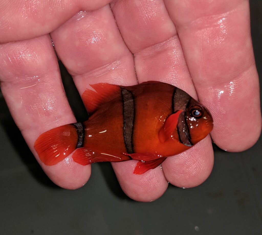 With an unusual body shape and reduced opercular spines, this singular clownfish stood out among other Philippine exports. Image courtesy Northstar Aquatics.