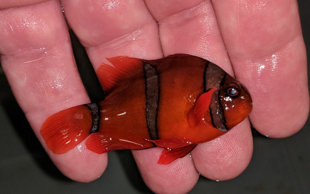 Unusual Hybrid Clownfish Arrives from Manila