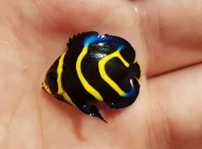 A beautiful juvenile captive-bred Cortez Angelfish, Pomacanthus zonipectus, produced by Bali Aquarich.