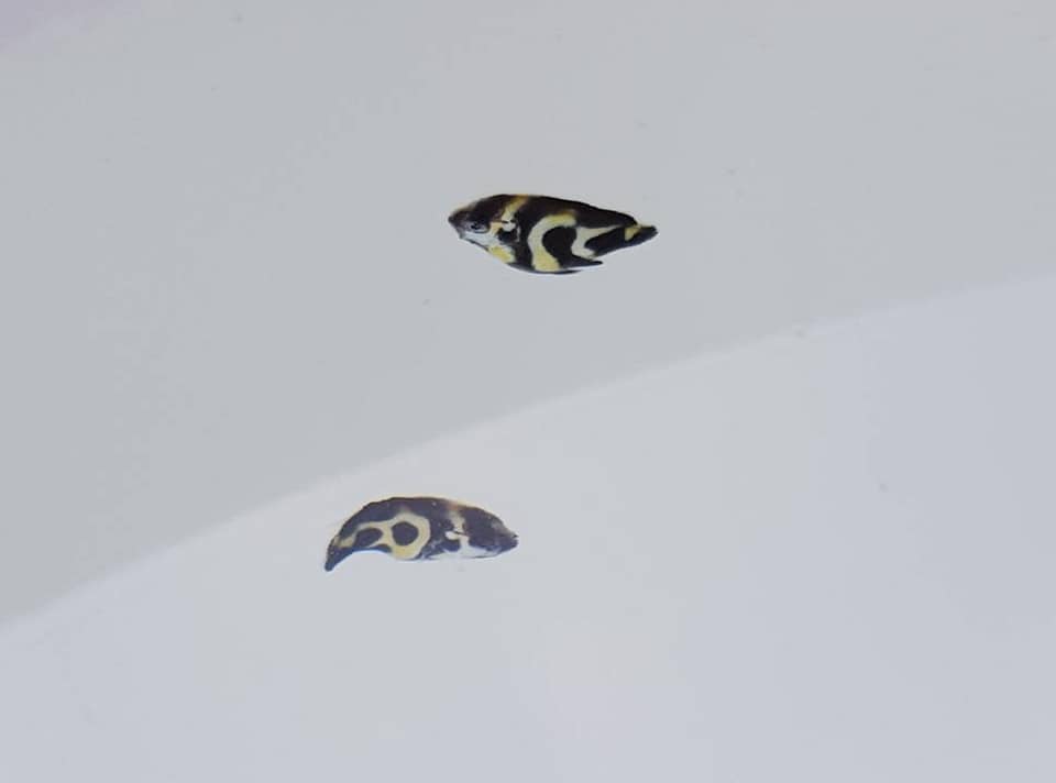 At around 25-days post hatch, these newly-settled Angelfish could have represented a few different possibilities.