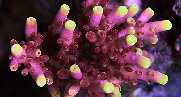 Mystery Acropora Species