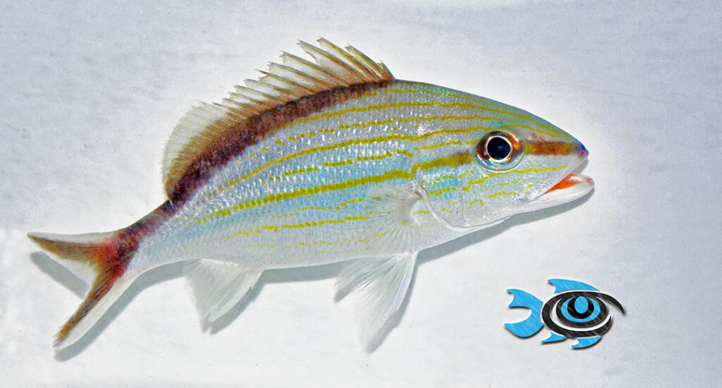 The Cottonwick Grunt, Haemulon melanurum, is one of the newest fish species captive-bred by FishEye Aquacutlure.