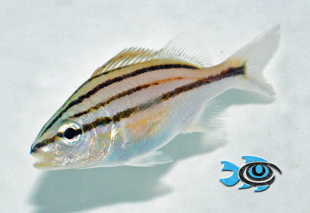 This is an example of a juvenile Cottonwick Grunt which has yet to transition to adult coloration. This is how the fish will appear when first offered for sale.
