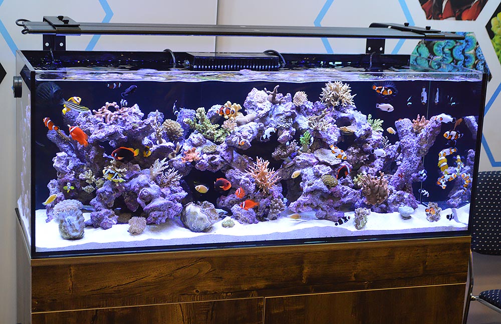 A closer look at this second aquarium full of corals and captive-bred fish by ORA.