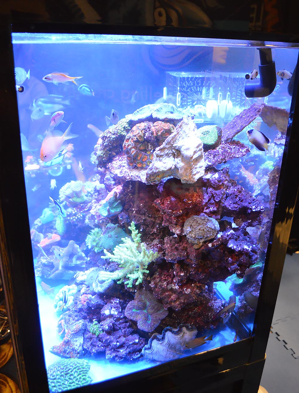 A look at SDC's reef display from the side.