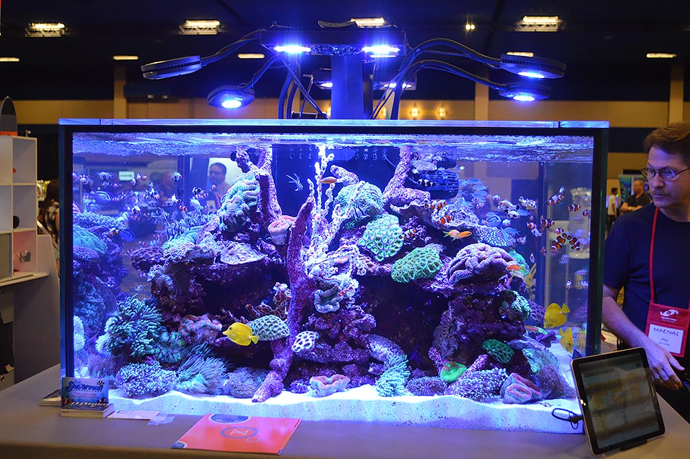 Neptune's reef aquarium was overflowing with colorful fish and corals; here viewed from a third vantage point.