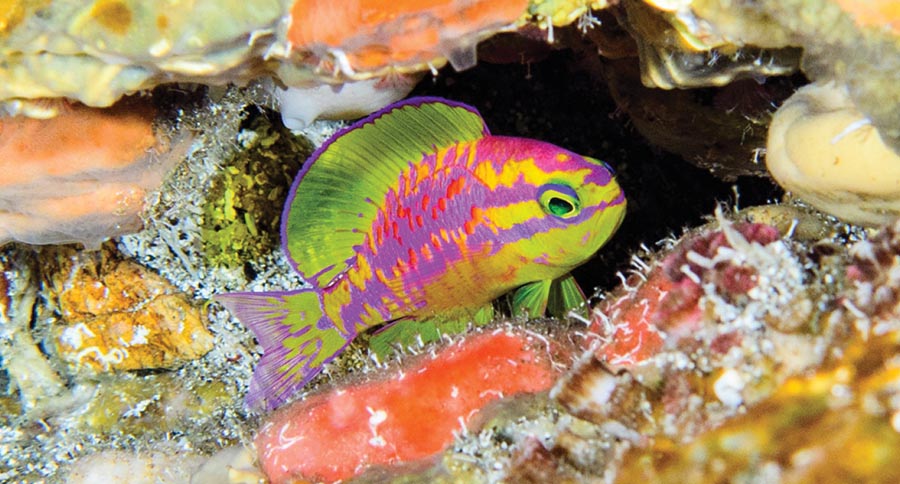 Bedazzling New Anthias—Pay No Attention to the Shark