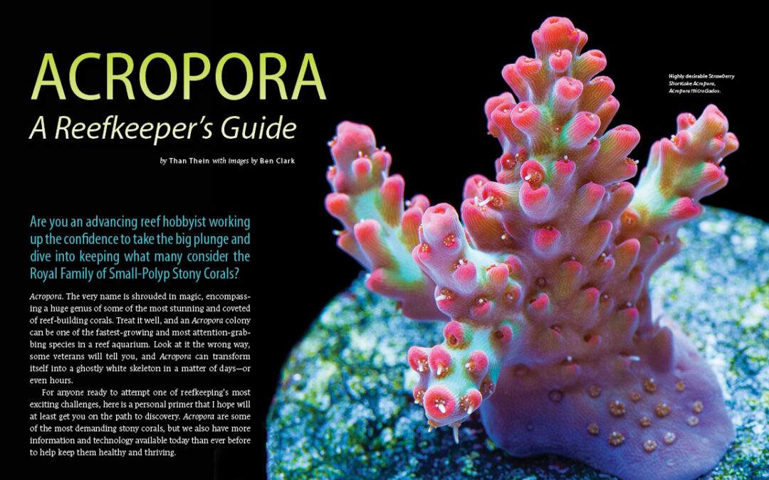 CORAL Magazine New Issue “ACROPORA” Inside Look