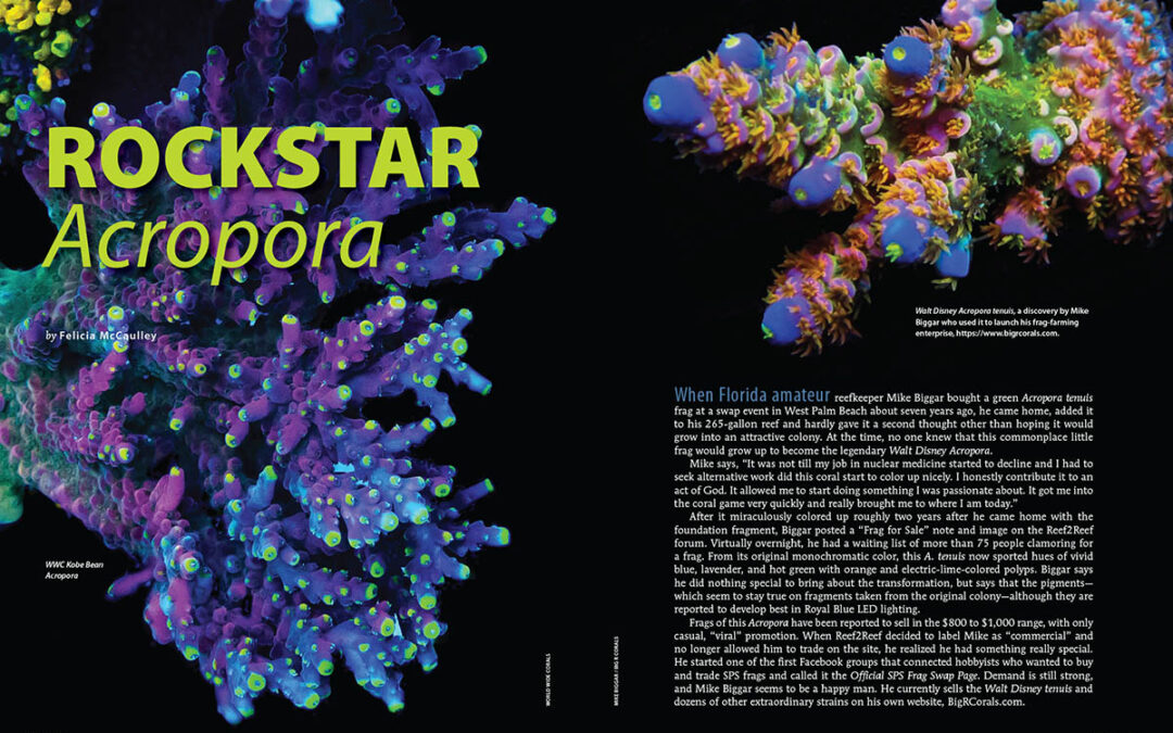 CORAL Excerpt: Rockstar Acropora