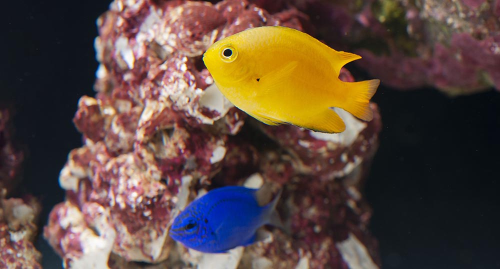 ORA’s Foray into More Captive-Bred Damsels
