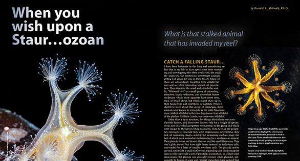 CORAL Excerpt: Stauromedusans: The Stalked Jellyfishes