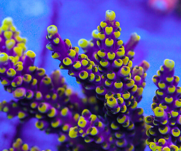 The LRO Lunar Lemonade Acropora. Image credit: Living Reefs Orlando.