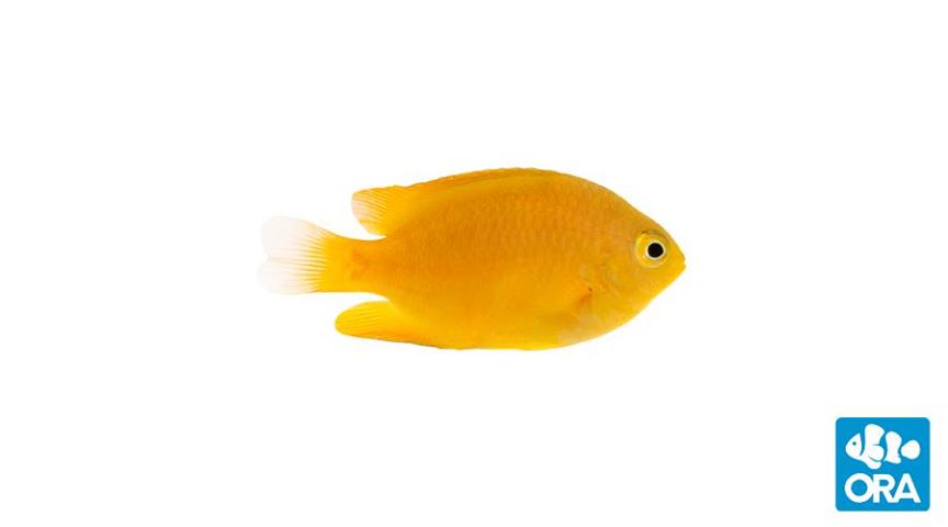 ORA's Lemon Damsel, Pomacentrus moluccensis, a captive-bred damselfish worthy of consideration in many community reef aquariums.