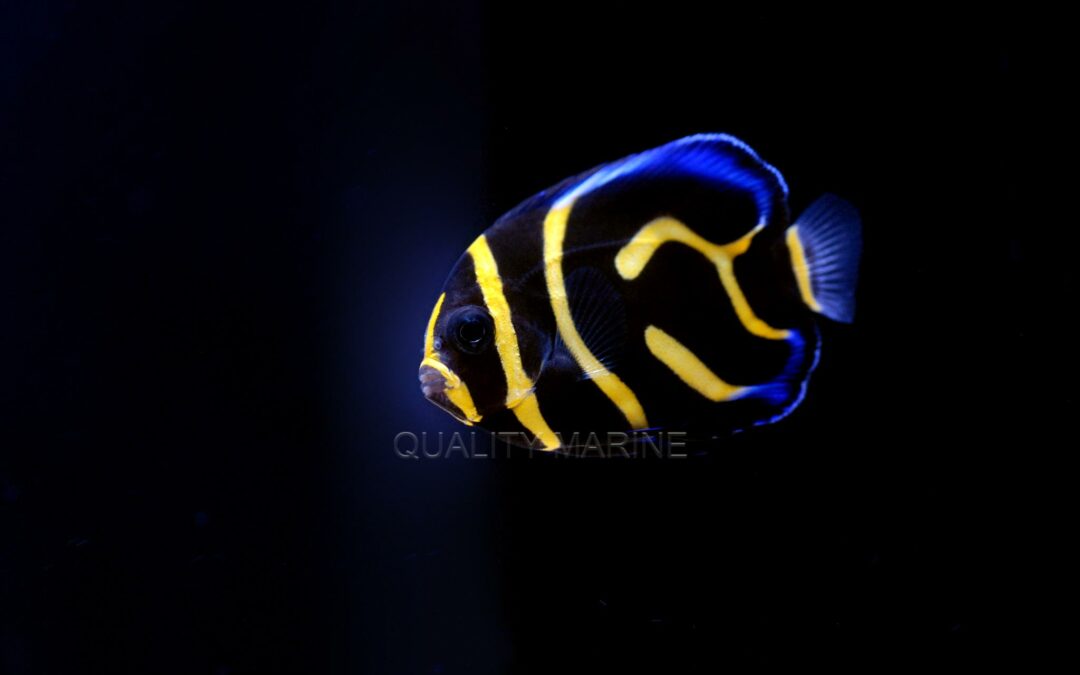 Quality Marine Receives Aquacultured Juvenile Cortez Angelfish