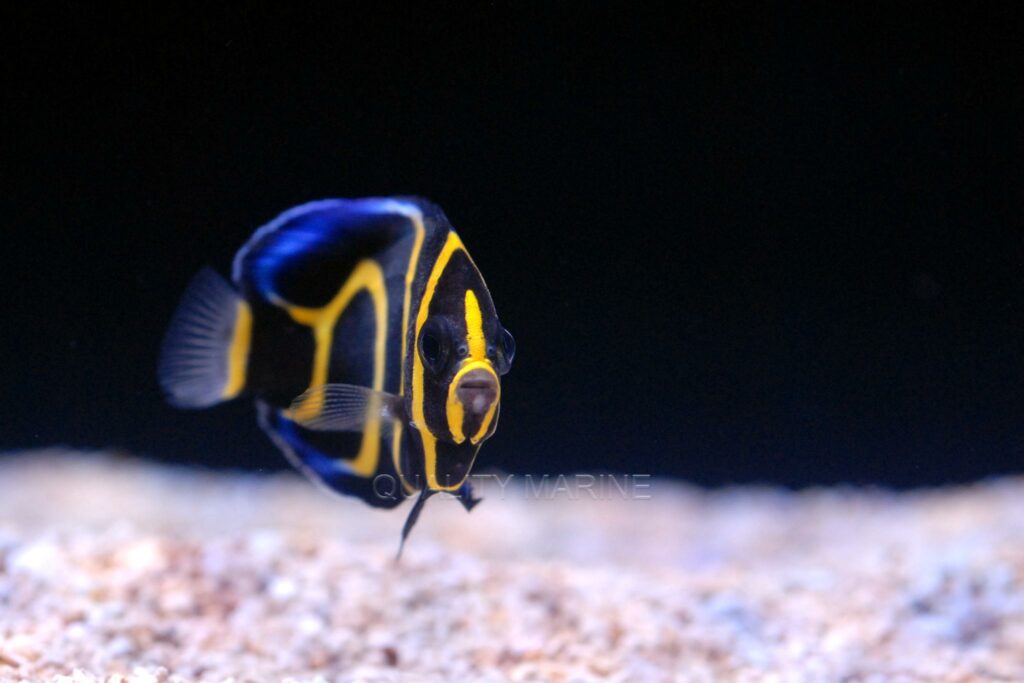In time, this juvenile captive-bred Cortez Angelfish will grow to require an aquarium of at least 200 gallons in size, so plan accordingly.