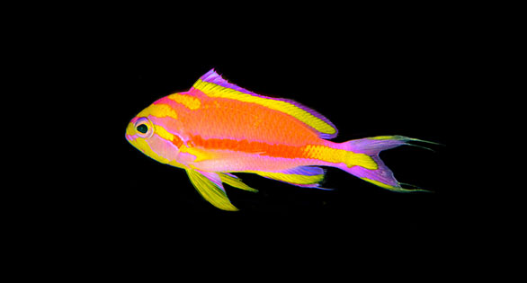 Deepwater Reefs Yield Another Stunning New Anthias Species
