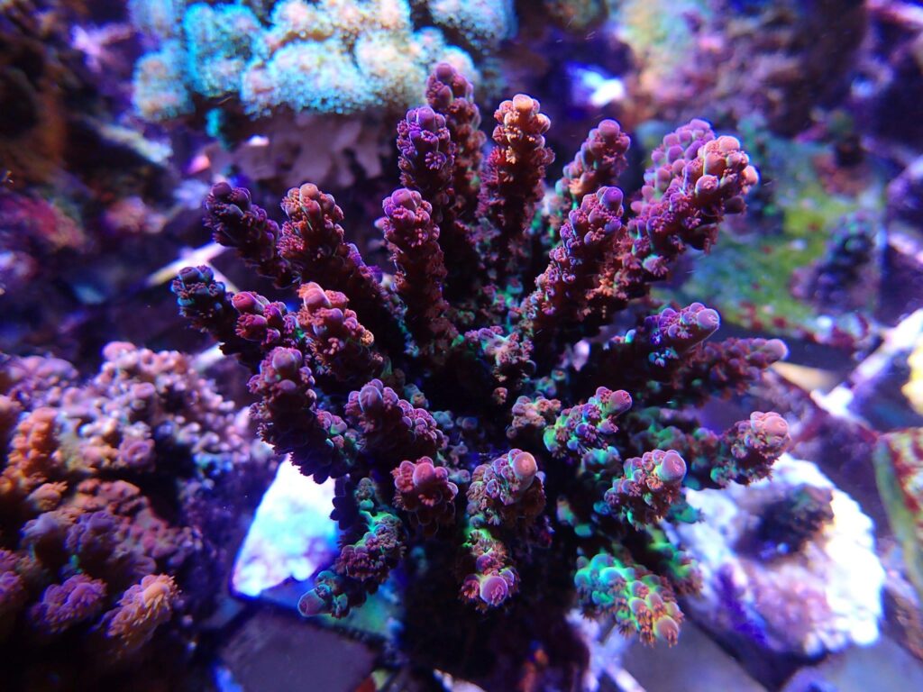 Approximately 2.5 years of age, this Acropora digitifera has grown into an impressive and vibrantly colored colony.