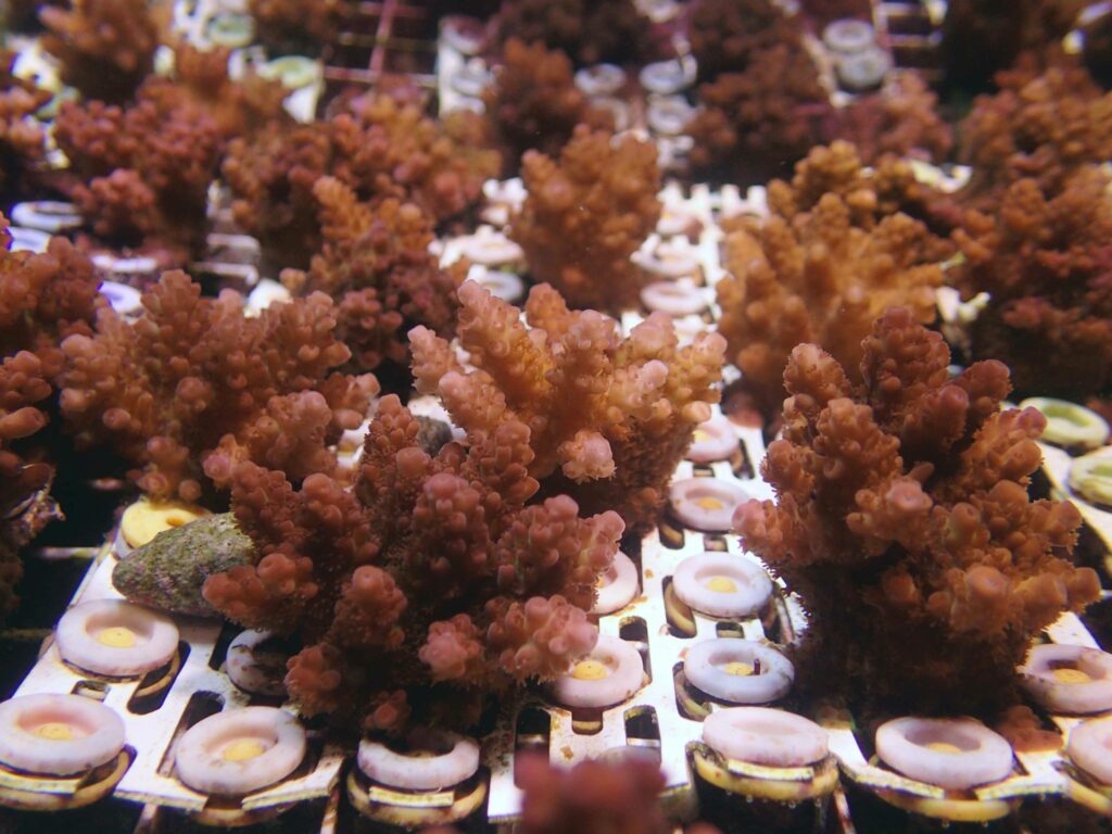 These are the same Acropora digitifera, now 14 months of age, photographed October, 2016.
