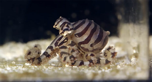 Beautiful, tiny, and possibly available as a captive-bred Octopus in the future, O. chierchiae has a lot to offer...including a potentially venomous bite?