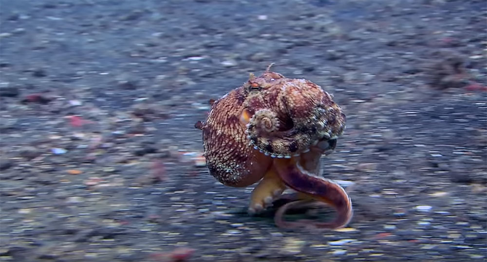 VIDEO: Run, Octopus, RUN!