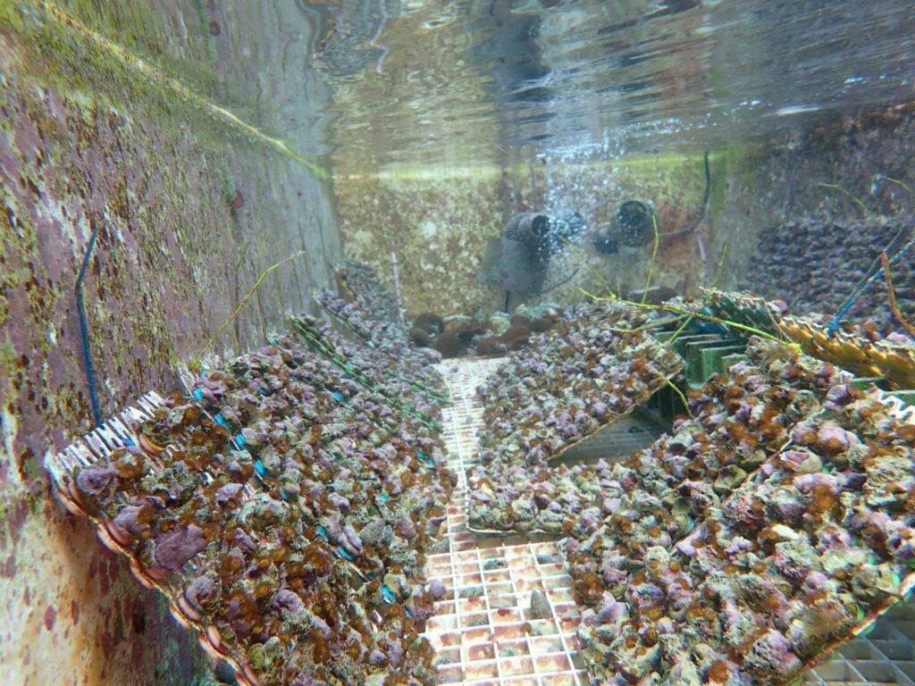 Hundreds or even thousands of baby Acorpora digitifera in a rearing tank located in Guam, circa 2016, demonstrate the power of coral fecundity when sexually propagated.
