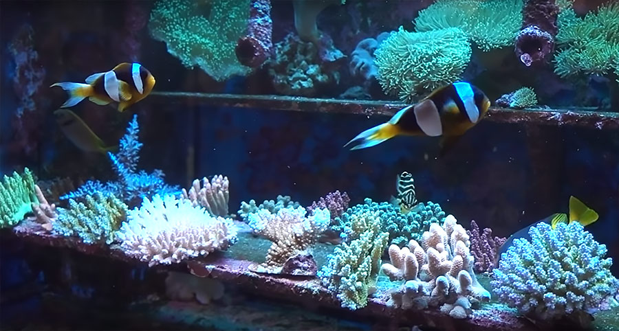 A pair of the very rare "White Margin" form of Madagascar's Latifasciatus Clownfish, Amphiprion latifasciatus, hover over racks of impressive Acropora offerings in a dealer's aquariums in Hong Kong.
