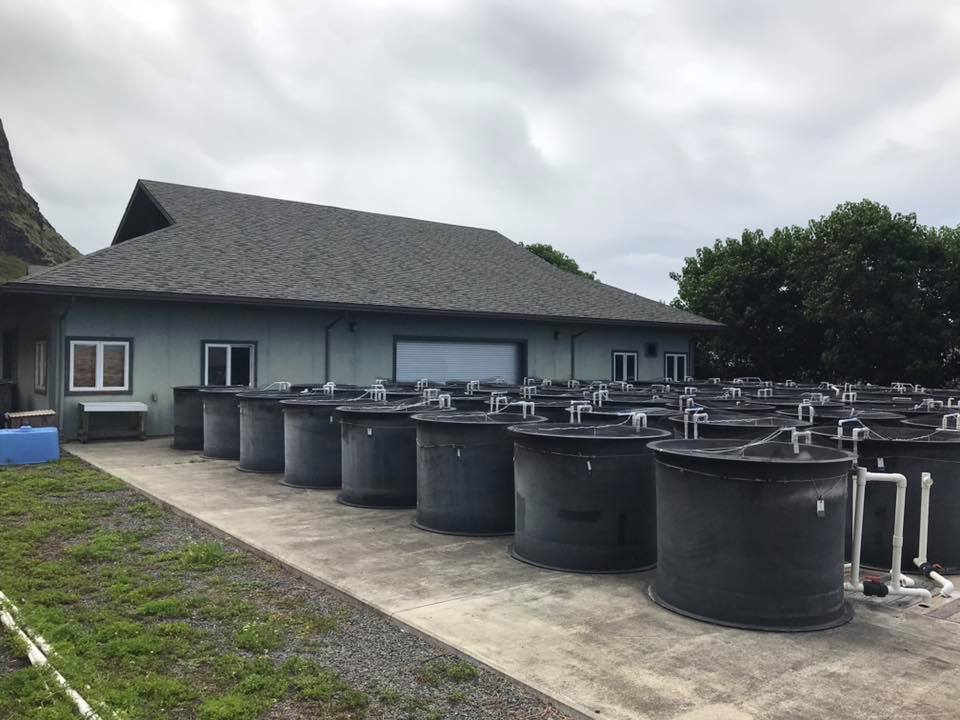 Biota Marine Life Nursery based in Palau first expanded to the Biota Aquariums facility in Florida, USA, and now this new facility based in Oahu, Hawaii.