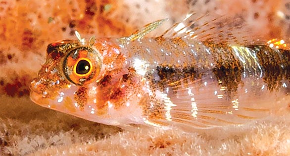 Enneanectes flavus, a new endemic species of triplefin blenny from the southeastern Caribbean. This specimen in Tobago. Image Credit: P. H. Humann.