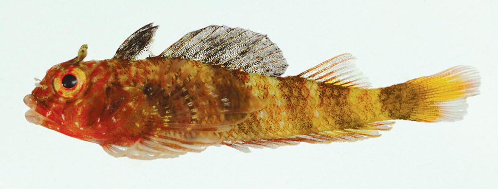 The holotype of the new species Enneanectes flavus, approximately 1" long (23.0 mm SL), mature male collected in Los Testigos, Venezuela. Image credit: J.L. Van