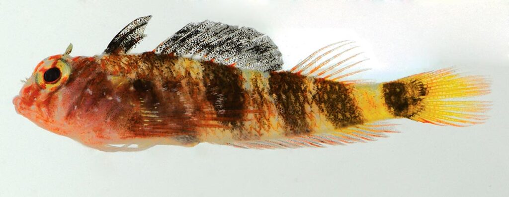 A male paratype of the Yellowtail Triplefin, Enneanectes flavus, this one collected in Los Frailes, Venezuela. It's easy to understand how the Triplefins earned their name, with the three dorsal fins clearly on display in this example. Image credit: J.L. Van Tassell &amp; D.R. Robertson.