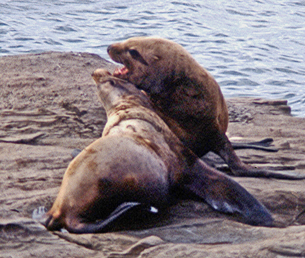 Two gentlemen discussing arrangements regarding meeting later with some nearby ladies. These two bull Stellar Sea Lions in their prime weighed about 3000 pounds (1360 kg). For size estimates, each lower jaw is about 0.75m long.