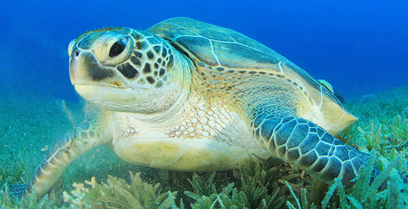ESA is Working for Marine Mammals and Sea Turtles