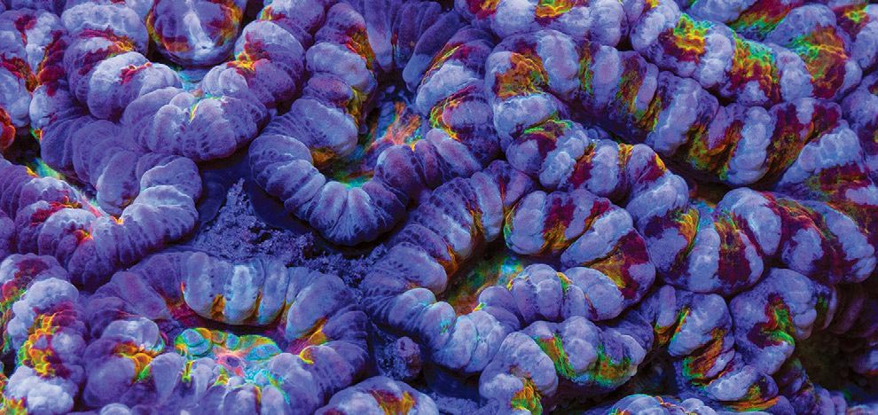 CORAL Excerpt – The “Acan Lord” Interview