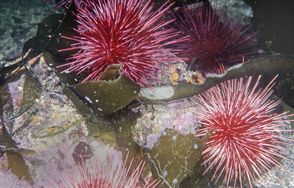 Red sea urchins about 25 cm (10 in) in diameter, consuming a Nereocystis kelp they have pulled down to the bottom.