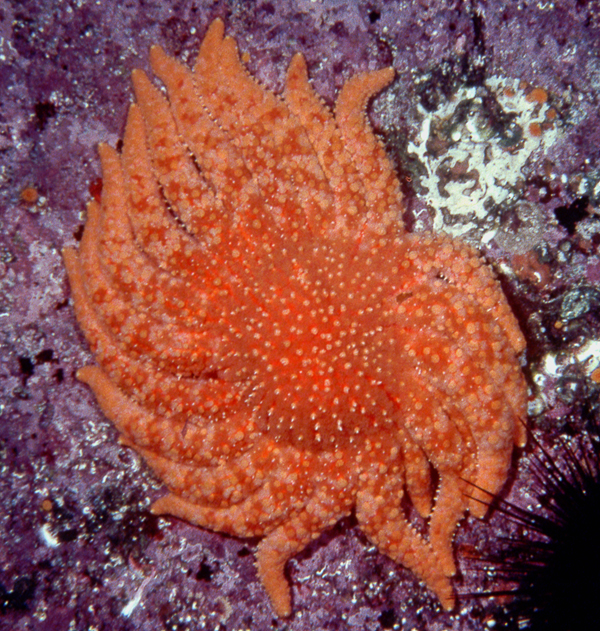 A large sunflower sea star, Pycnopodia helianthodes on a vertical rock wall in the Salish Sea.