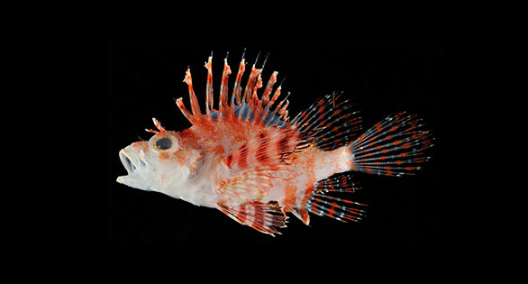 Japan Holds Secrets, Including a New Dwarf Lionfish Species