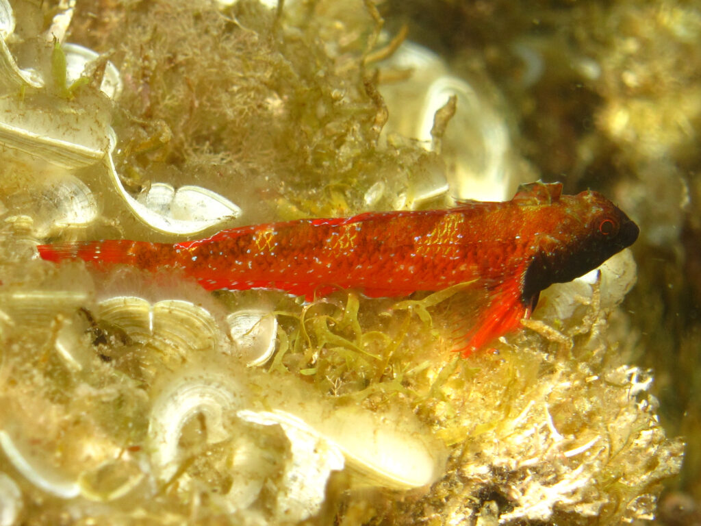 At peak coloration, the male Red-Black Triplefin is a force to be reckoned with! Image Credit: Cisamarc, CC BY-SA 3.0