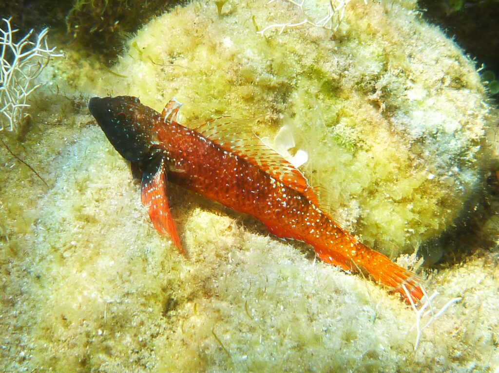 This male demonstrates the origin of the Red-Black Triplefin moniker. Image Credit: Anne Menini, CC BY-SA 3.0