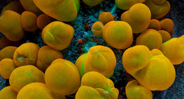 Chatting Bounce Mushrooms with Unique Corals’ Joe Caparatta