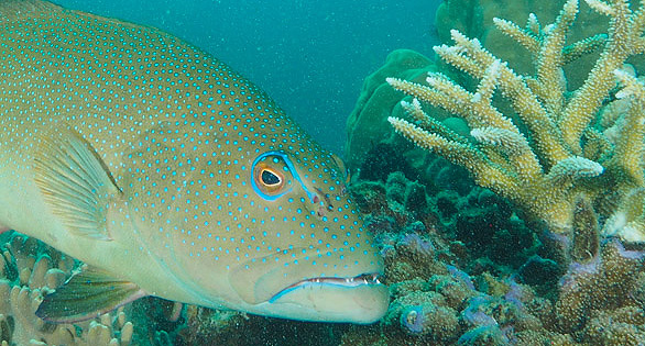 Microplastics Found in Reef Groupers